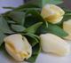 Тюльпаны оптом более 25 сортов