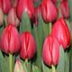 Тюльпаны оптом более 25 сортов